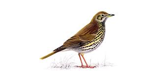 Song of a Song Thrush at Eskrigg Reserve